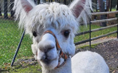 "Motylki" i "Skrzaty" na wycieczce w Doboszówce