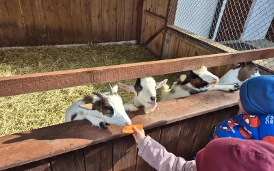 "Motylki" i "Skrzaty" na wycieczce w Doboszówce