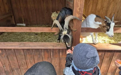 "Motylki" i "Skrzaty" na wycieczce w Doboszówce